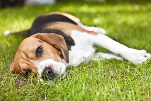 Dog Chiropractor in Northumberland Dog Chiropractor in Northumberland